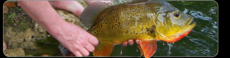 4lb Butterfly peacock bass photo